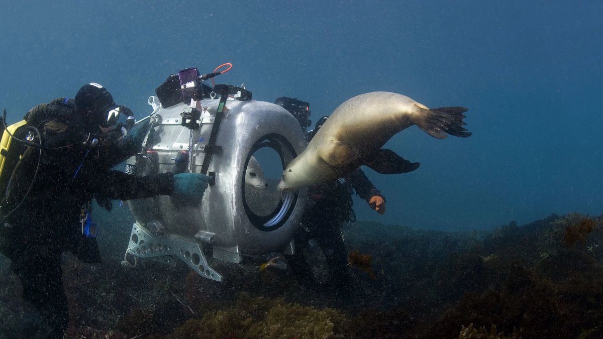Divers Howard and Michele Hall holding large camera with seal looking at reflection