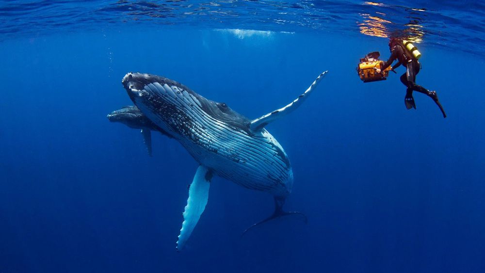 Diver Howard Hall underwater with large camera filming 2 whales