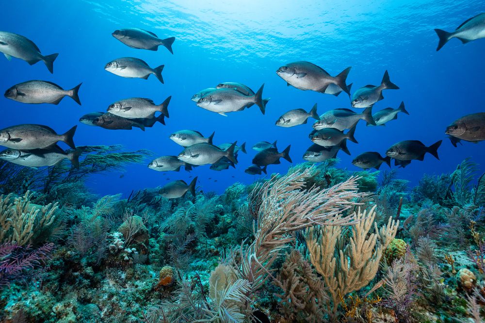 School of fish