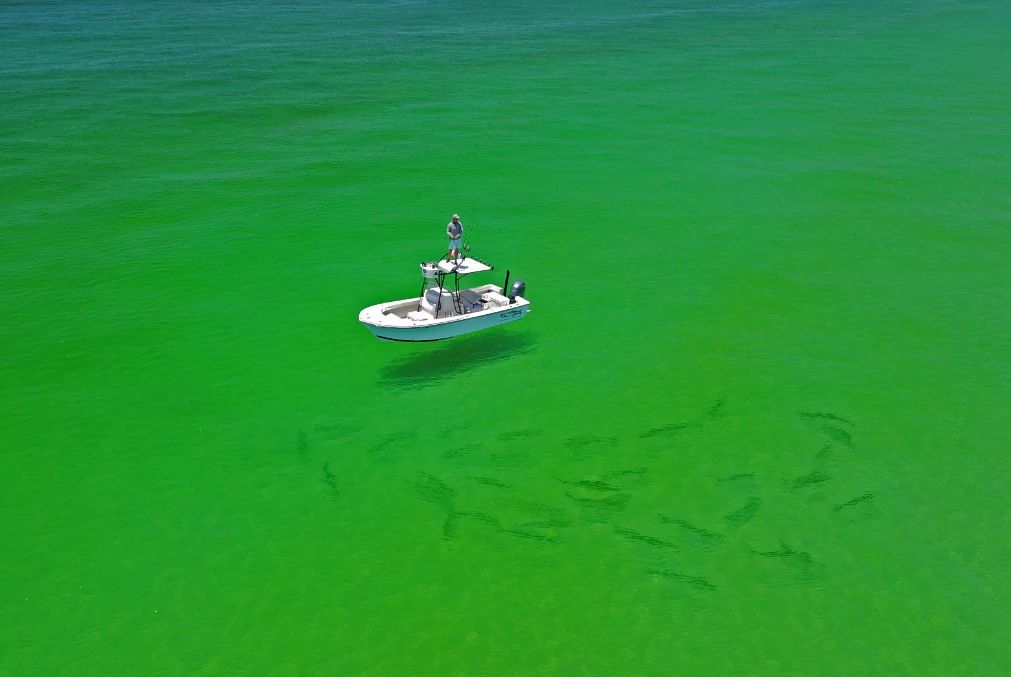 Man on top of boat in clear green water with dozens of large fish visible underneath