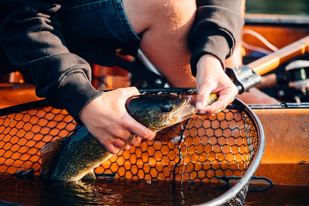 Man removing hook from fish's mouth in net in water